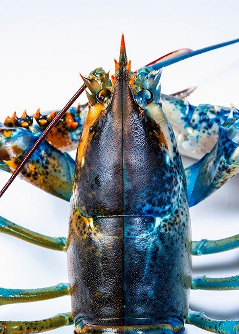 A close up of a blue and brown split lobster